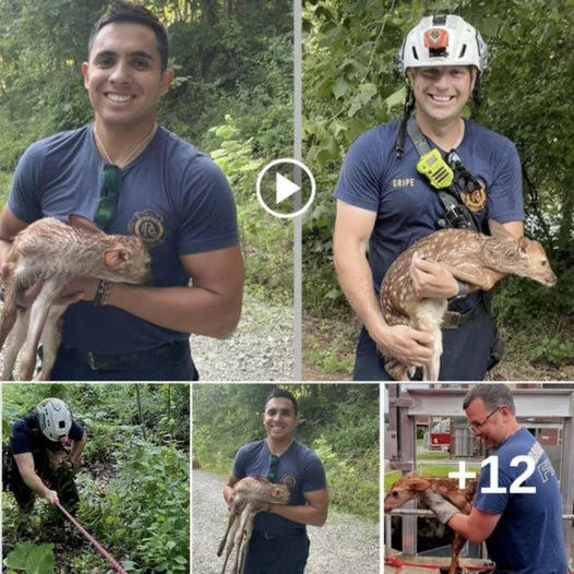 Heroic Firefighter Rescues Fawn from Drowning in Lake: Captivating Photos & Video