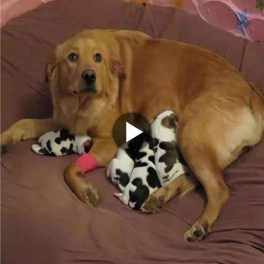 A Heartwarming Surprise: Couple Astonished as Their Dog Gives Birth to a Litter of Adorable Puppies—Each Uniquely Charming