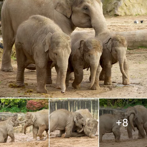 Mud Playtime: Joyous Baby Elephants Revel in Delightful Mud Baths at Chester Zoo