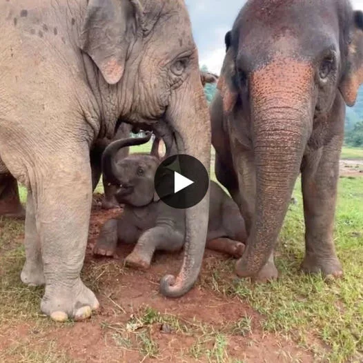 A Tale of Rescue and Friendship: Mho Loh Rescues Baby Elephant Allowing His Young “LekLek” to Play with Another Herd