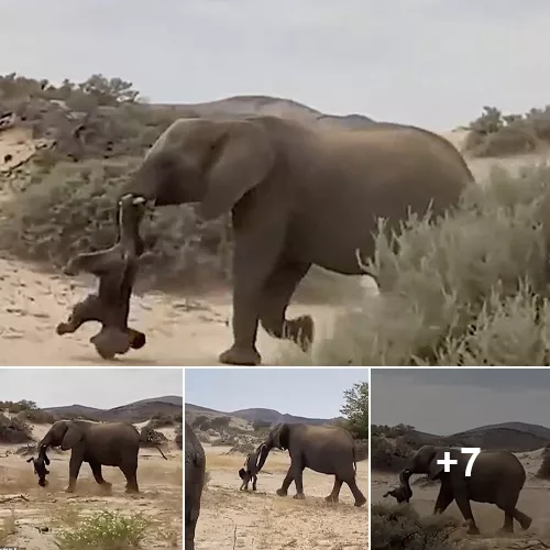 A Heartfelt Farewell: Grieving Elephant Lays its Deceased Calf to Rest in a Touching ‘Funeral’
