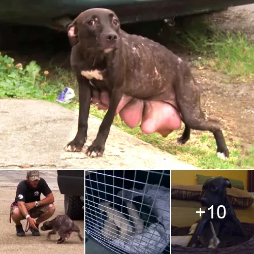 Unwavering Determination: Pitbull Mother’s Search for Her Swollen Teat Puppies