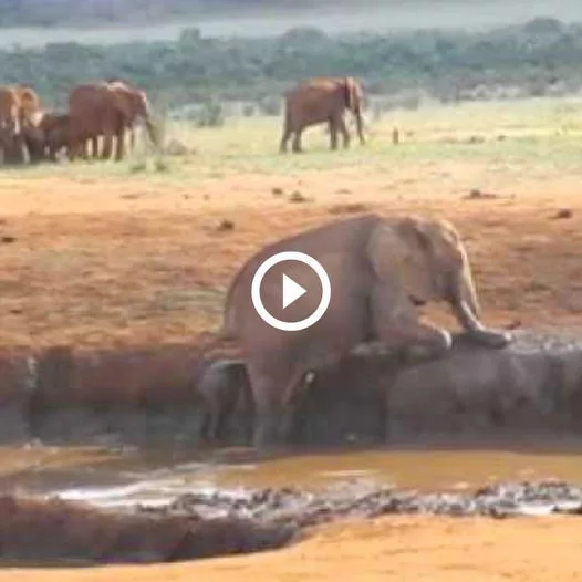 Rescuing a Young Elephant: The Touching Tale of Survival