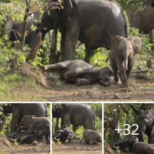 Mother Elephant’s Gentle Trunk Breaks Up Playful Sparring Among Her Young