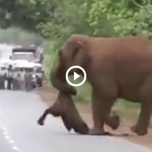 Astonishment in the Village: Elephants Perform Funeral Ritual for Deceased Calf