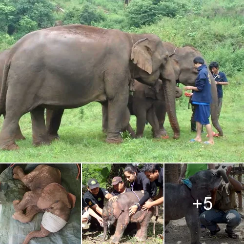 A Heartfelt Gratitude: Elephant Family Expresses Thanks as Kind Hearts Successfully Rescue Their Baby Elephant (with Video)