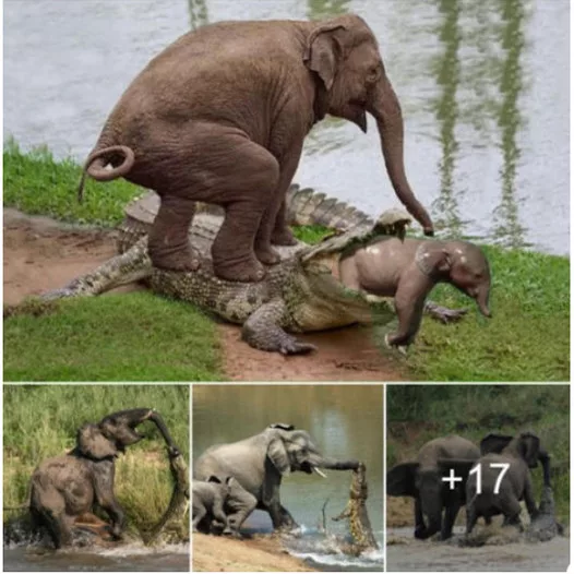 Courageous Mother Elephant Rescues Calf from Crocodile Attack: A Tale of Bravery in the Wild