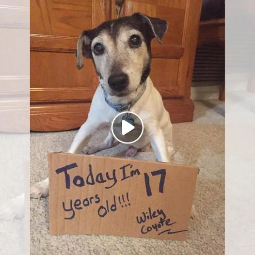 A Pawsitively Amazing 17th Birthday: Celebrating Our Dog Companion