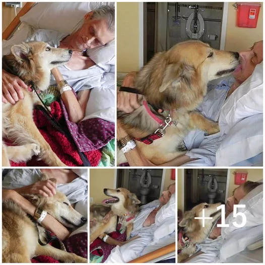 The loyal dog remained beside his owner, who was suffering from cancer, providing warmth and comfort with gentle touches until the owner took their last breath.