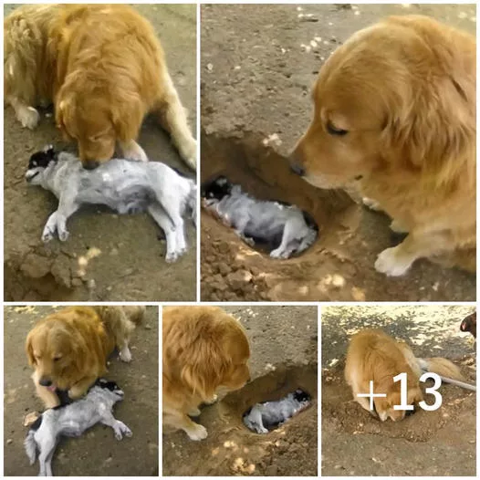 The intelligent dog dug a hole to lay to rest his departed best friend, leaving onlookers deeply moved and emotional.