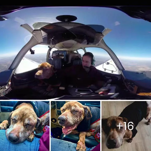 A Heartwarming Journey: Pilot Flies Terminal Shelter Dog 400 Miles for a Reunion with Her Loving Family in Her Final Days