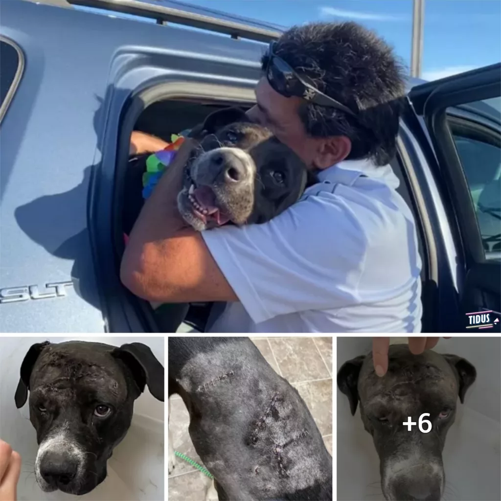 Miracle Reunion: Pit Bull Survivor of Brutal Machete Attack Finds Long Lost Owner