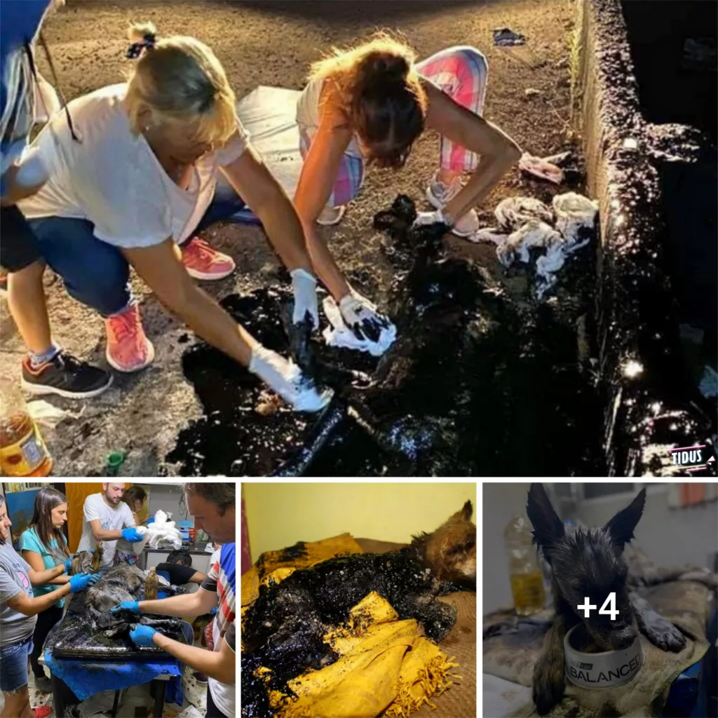 Heartbreaking footage shows stray dog on brink of death being rescued after getting trapped in TAR