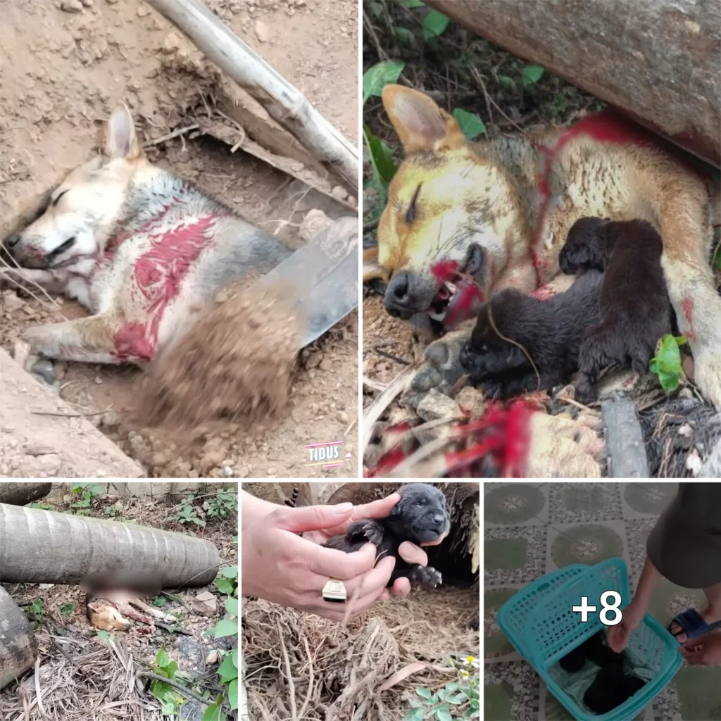 Mother Dog’s Heroic Jump to Protect Her Helpless Puppies Beneath a Falling Tree