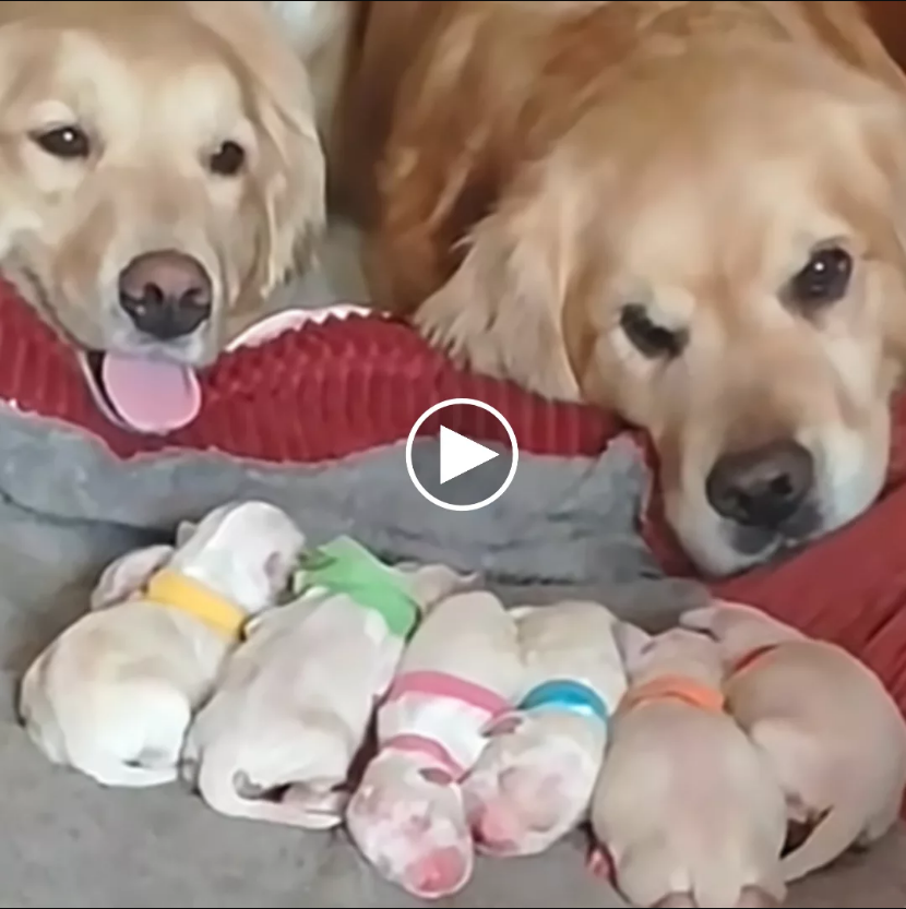 Parental Love: Golden Retriever Watches Over Newborn Puppies, Unfolding a Heartwarming Scene.
