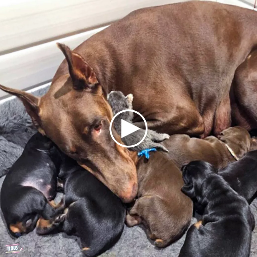 Meet Ruby, the Doberman Pinscher mama, who adopted an abandoned newborn kitten. Her nurturing and tender care are truly heartwarming.