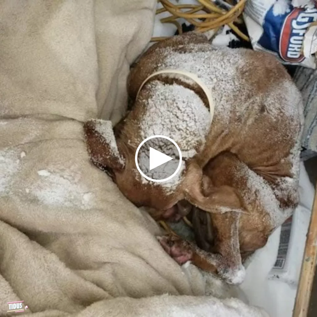 A senior dog, found shivering under a blanket of snow, experiences a heartwarming Christmas Day rescue, igniting hope.