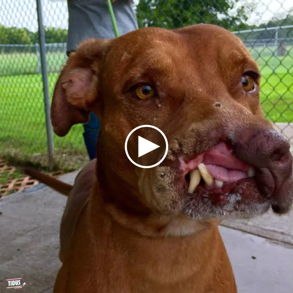 The poor dog lost part of his face and was abandoned by his owner, but luck came to him, making his life seem to turn a new page better than ever.