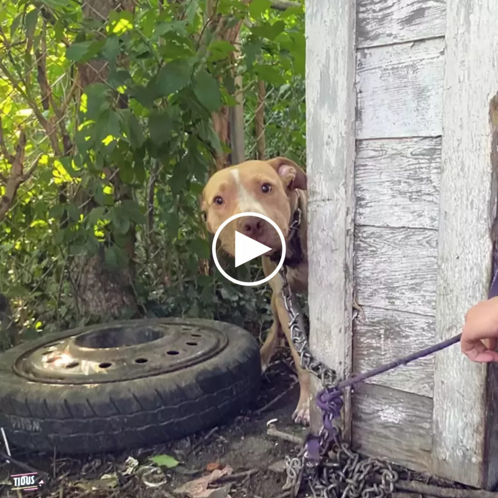 Heartwarming Rescue Unfolds as Dog Chained in Abandoned Backyard Can’t Believe He’s Finally Being Rescued
