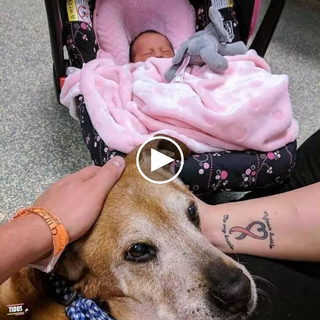 Loyal Old Dog Hangs On to Welcome His Baby Sister Before Saying Goodbye