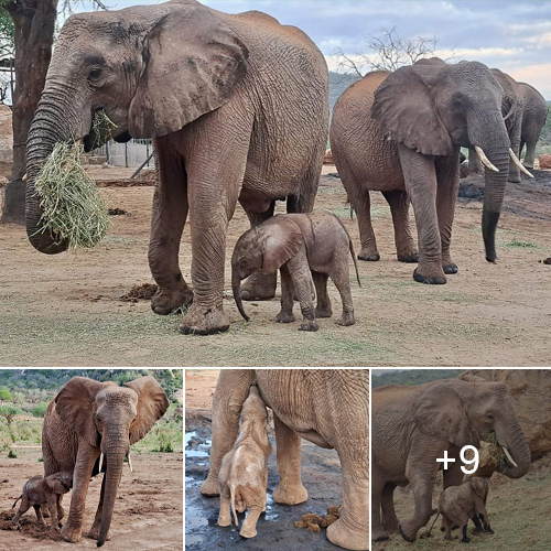 Our Ithumba Family Keeps Growing! Orphaned Girl Tumaren Becomes a Mother for the First Time, Welcoming a Mesmerizing Baby Boy